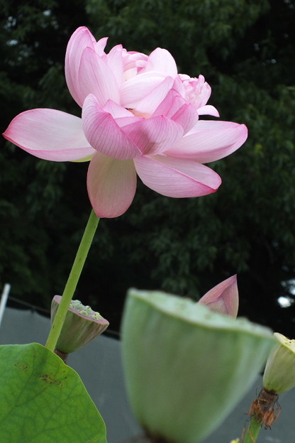 DSCF0015