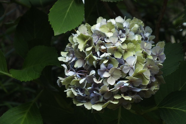 DSCF0309