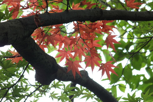 DSCF0259