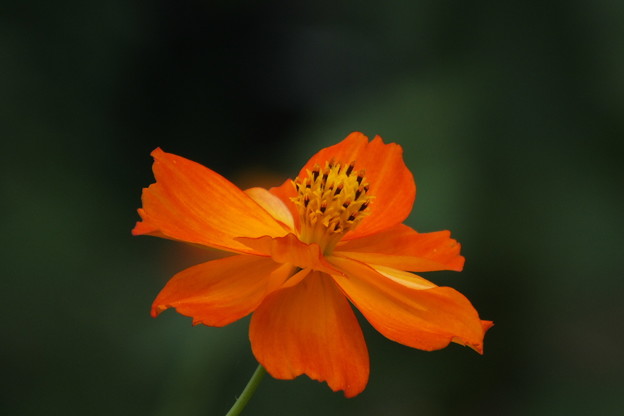 DSCF0008