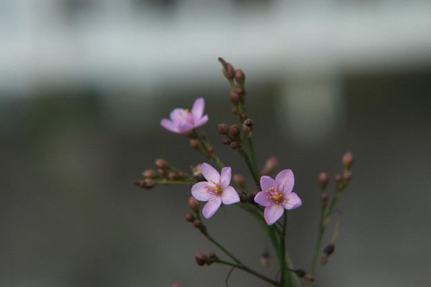 DSCF0088