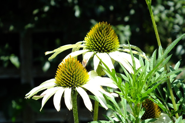 DSCF0257