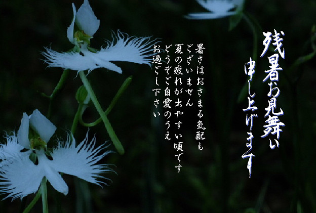 残暑28