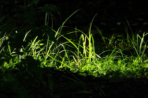 DSCF0287