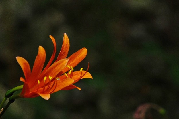 DSCF0162