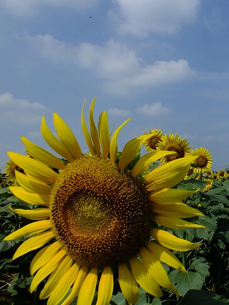 DSCF0009