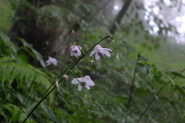 DSCF0022