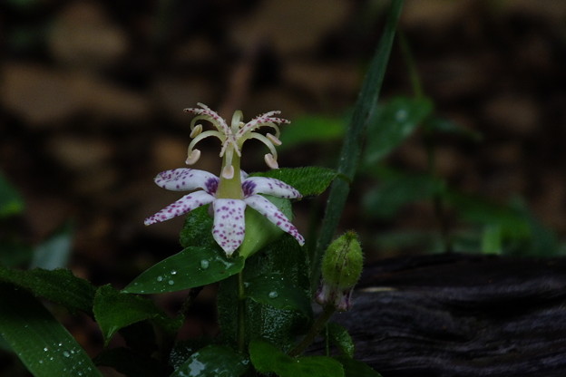 DSCF0094