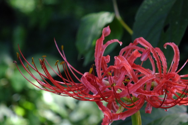 DSCF0014