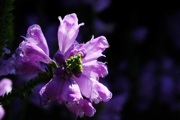 DSCF0215