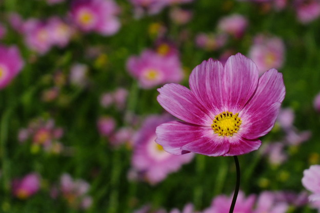 DSCF0344