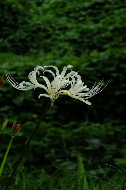 DSCF0249