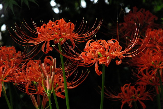DSCF0581