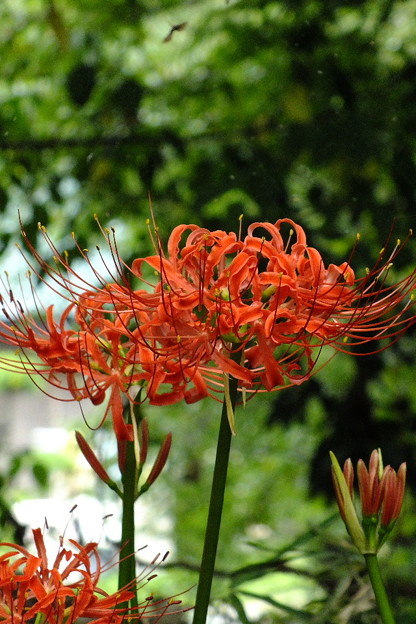 DSCF0626