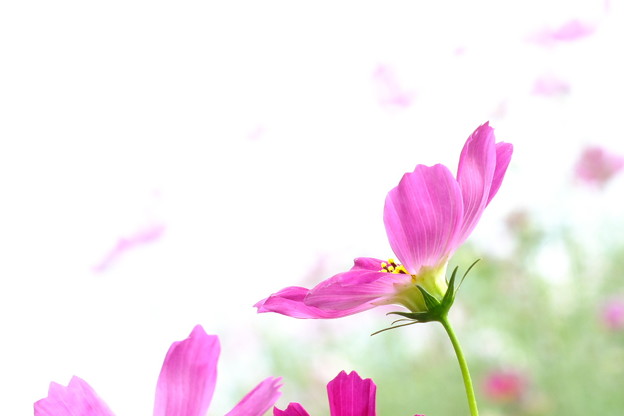 DSCF0743