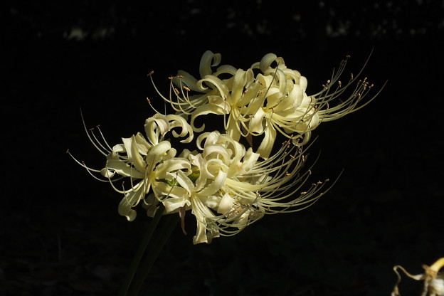 DSCF0153