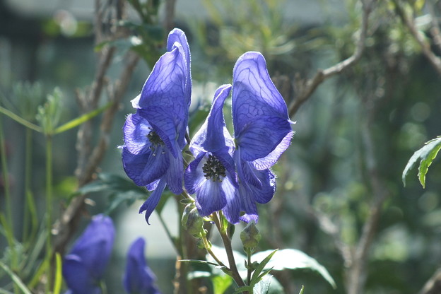 DSCF0079