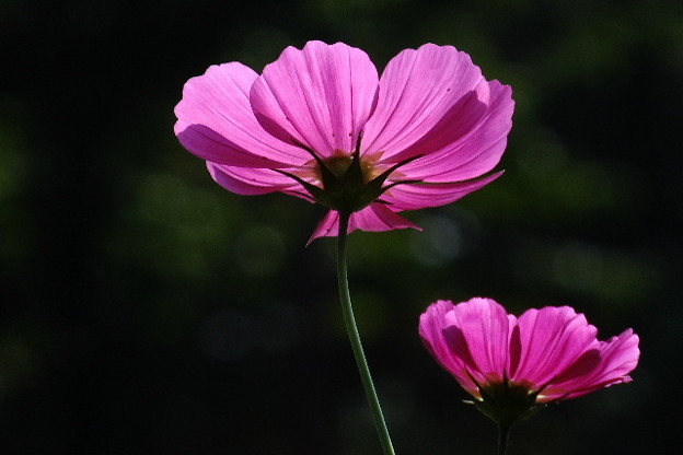 DSCF0362