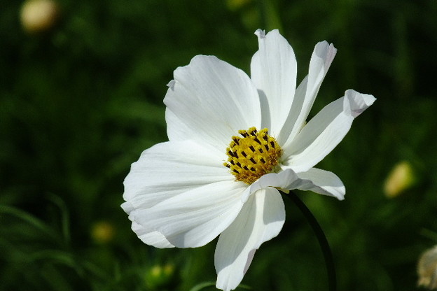 DSCF0372
