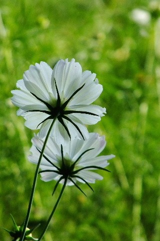 DSCF0425