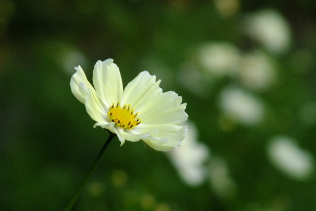 DSCF0602