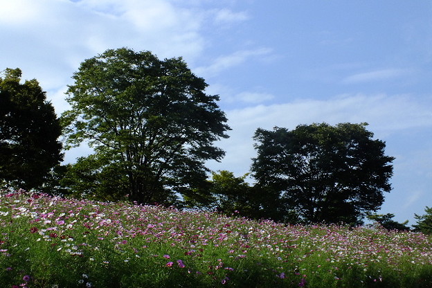 DSCF0524