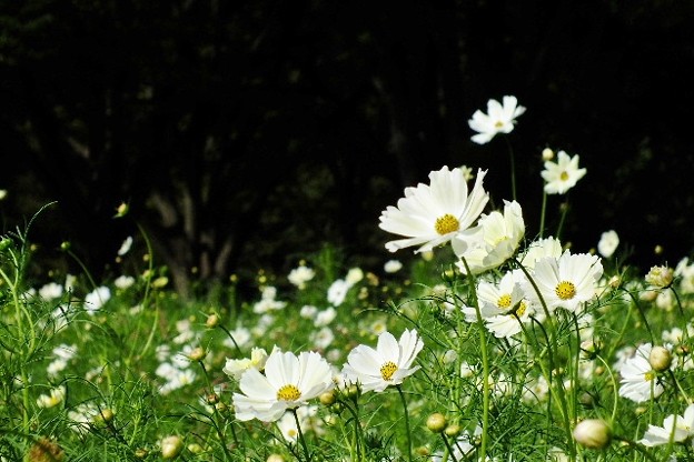 DSCF0386