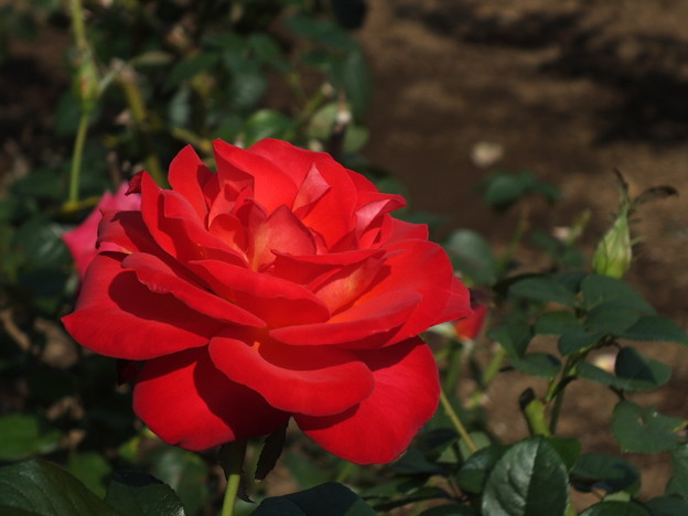 DSCF0291