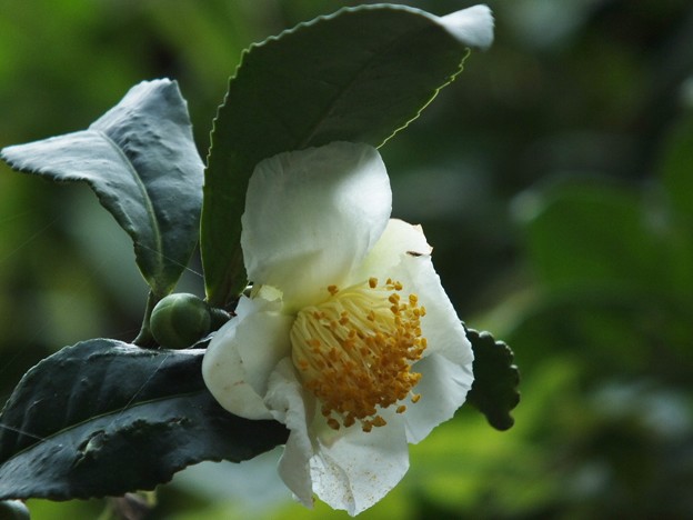DSCF0043