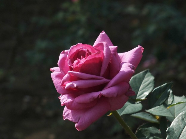 DSCF0253