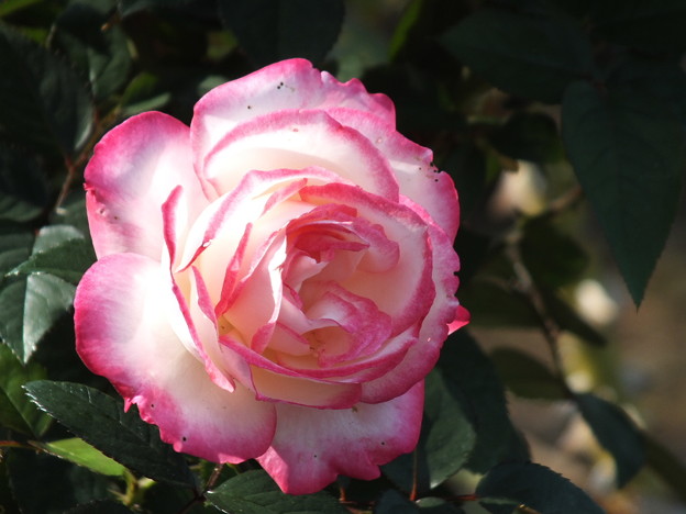 DSCF0391