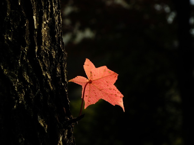DSCF0162