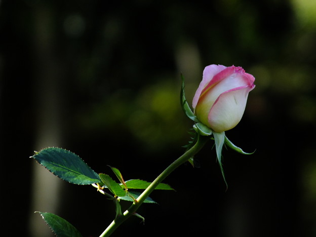 DSCF0302