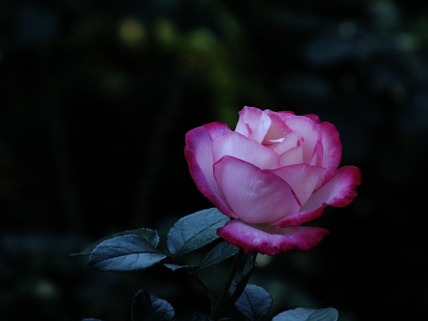 DSCF0344