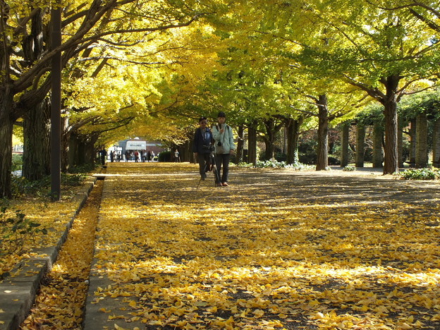 昭和記念公園62