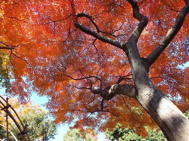 殿ヶ谷戸庭園60