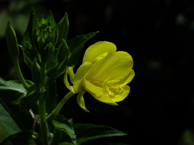 DSCF0007