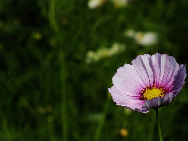 DSCF0423c