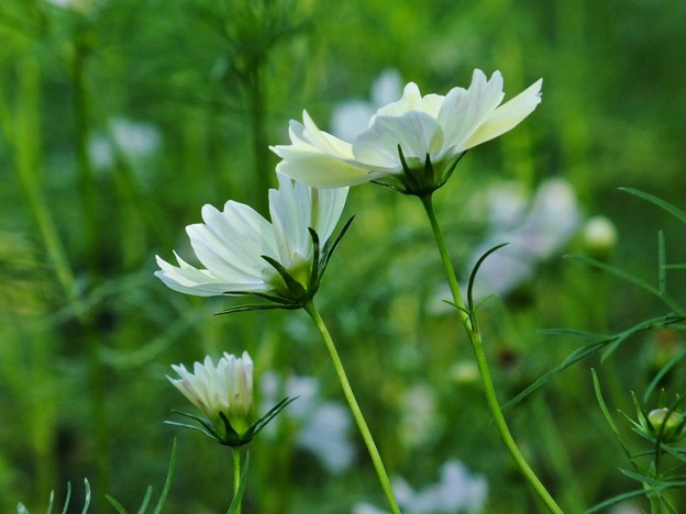 DSCF0453