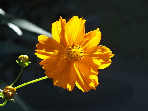 DSCF0018