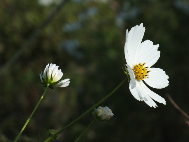 DSCF0316