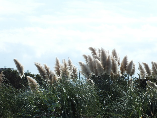 DSCF0066