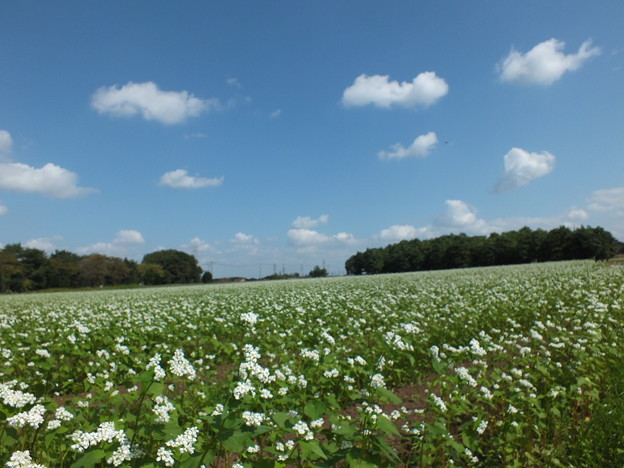 DSCF0136