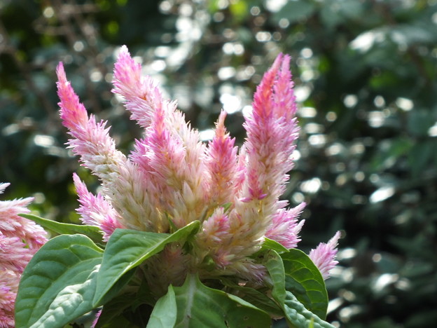 DSCF0354