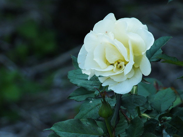 DSCF0398