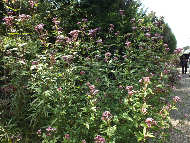 DSCF0294