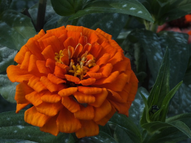 DSCF0287