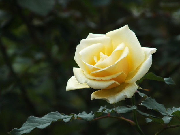 DSCF0229
