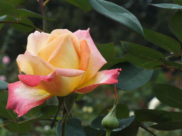 DSCF0235