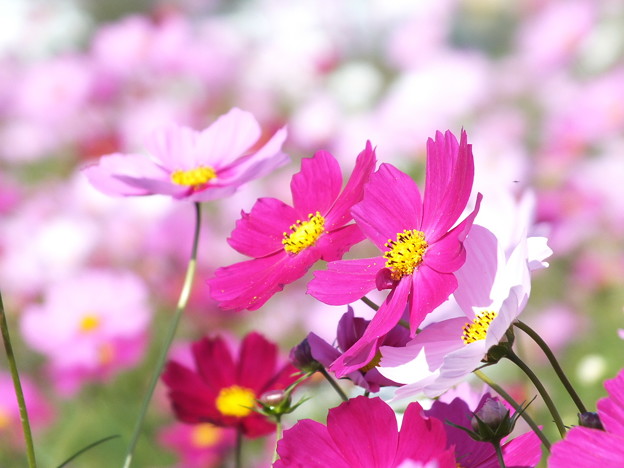 DSCF0268